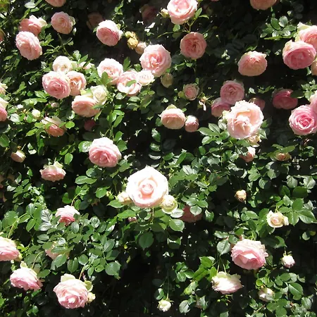 B&B Al Bric Oda ve Kahvaltı 3*